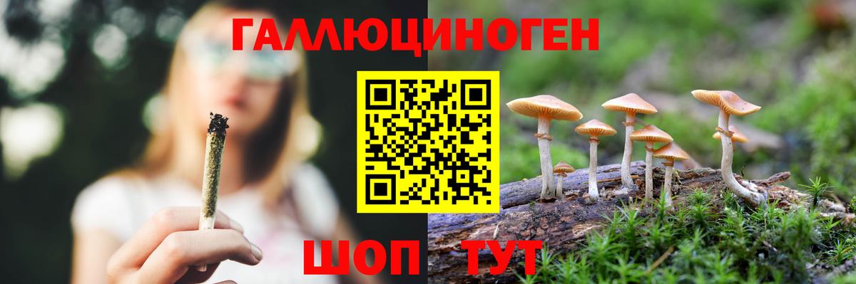 Галлюциногенные грибы Psilocybe Губкинский